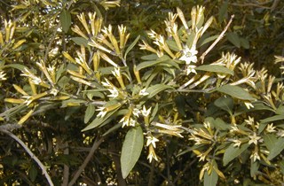 Green cestrum